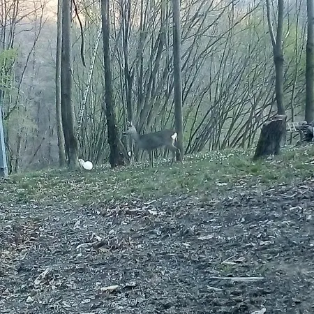 La Casa Nel Bosco *