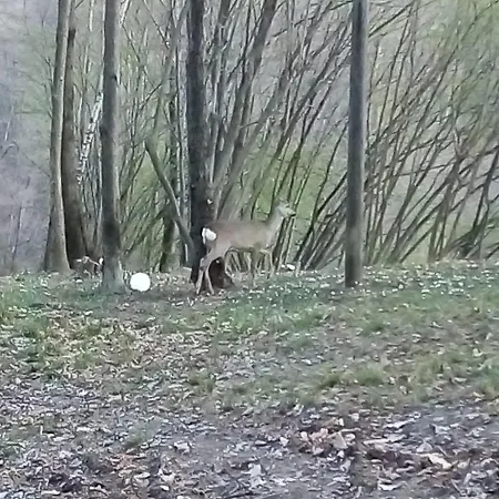 La Casa Nel Bosco *