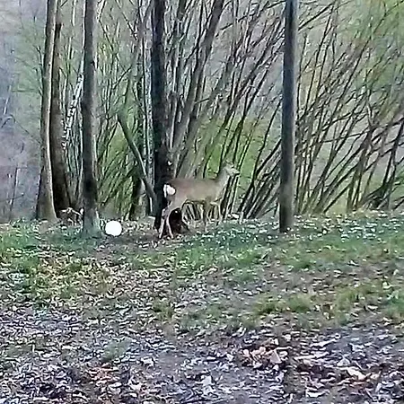 La Casa Nel Bosco Rueglio