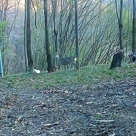 아파트 La Casa Nel Bosco