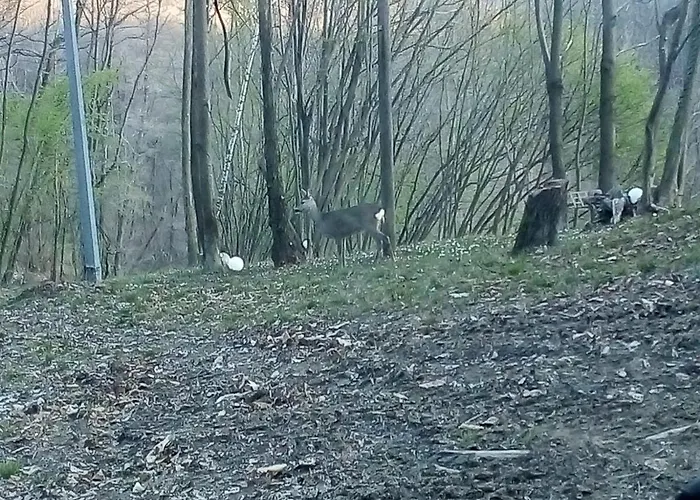 La Casa Nel Bosco *