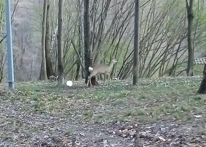 La Casa Nel Bosco *